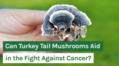 Can Turkey Tail Mushrooms Aid in the Fight Against Cancer?