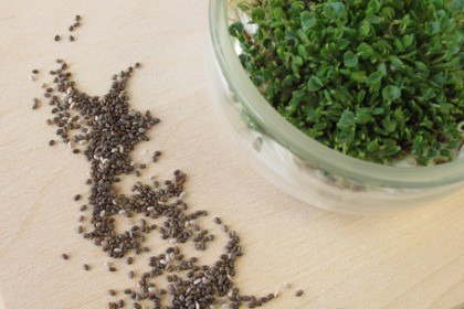 chia seeds and sprouted chia seedlings