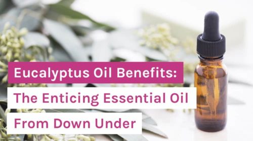 Eucalyptus Oil Benefits: The Enticing Essential Oil From Down Under