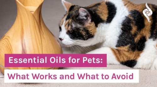 Essential Oils for Pets: What Works and What to Avoid