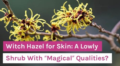 Witch Hazel for Skin: A Lowly Shrub With “Magical” Qualities?