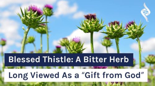 Blessed Thistle: A Bitter Herb Long Viewed As a “Gift from God”