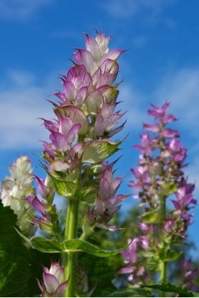 clary-sage-plant-in-garden