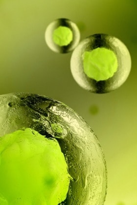 plant stem cells