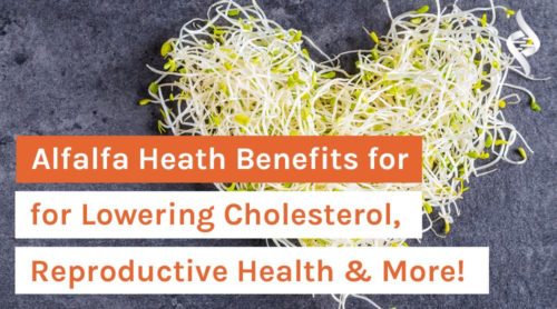 Alfalfa Heath Benefits for Lowering Cholesterol, Reproductive Health & More!