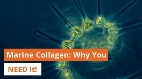 Marine Collagen: What is it & Why you need it!