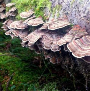 Trametes versicolor