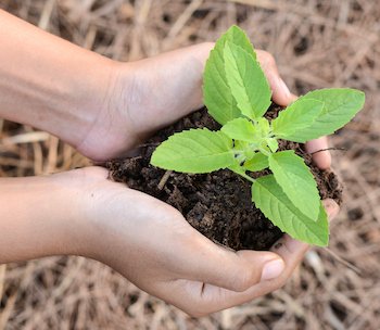 Holy basil In human hands