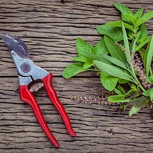 How to Grow and Use Holy Basil