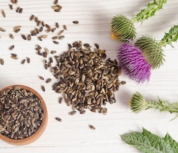 Seeds of a milk thistle with flowers on wooden table