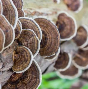 Turkey Tail Mushrooms and Immunomodulation in Breast Cancer