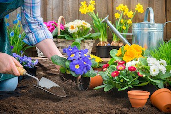 Gardener planting flowers