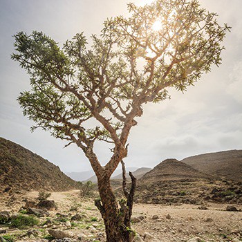 Frankincense tree