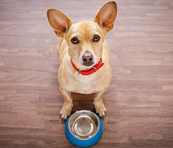 dog waiting for food by bowl