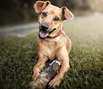 happy healthy dog playing in the grass