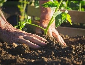 close-up-of hands-planting-tomatoes-seedling-in-organic-garden