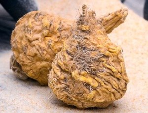 maca root